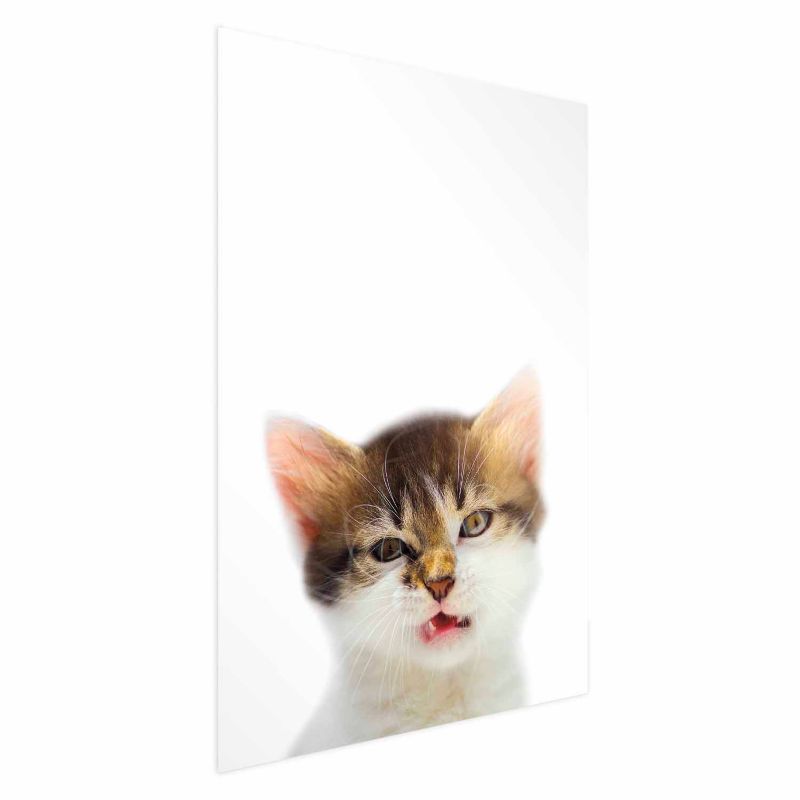 Plakat Artgeist Zirytowany kot 40x60 cm bez ramy 1 szt