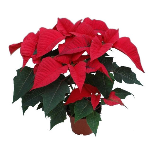 Poinsettia 13 cm 1