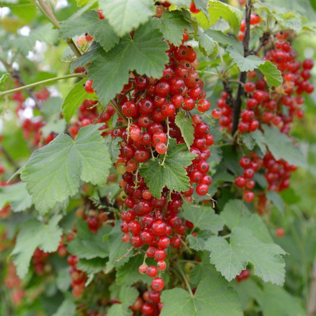 Porzeczka pienna (Ribes) w odmianach C3