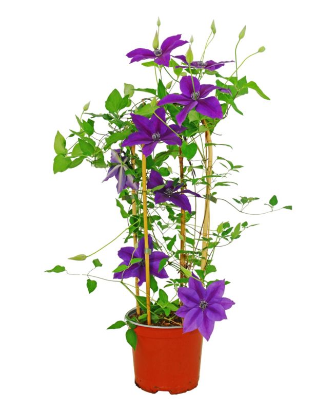Powojnik mix doniczka 19 cm