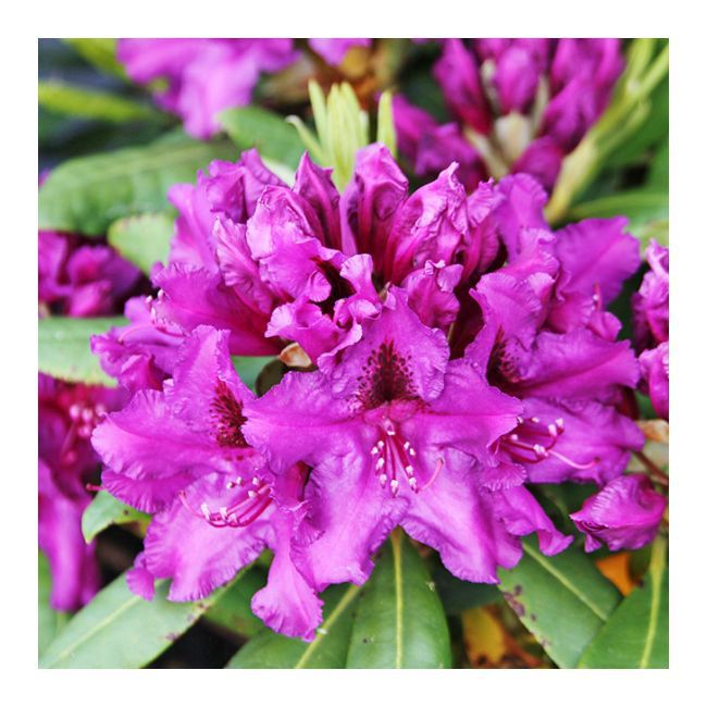 Rhododendron hybridum C2 20-25 cm mix kolorów