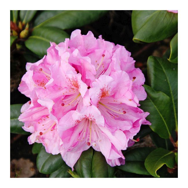 Rhododendron hybridum C2 20-25 cm mix kolorów