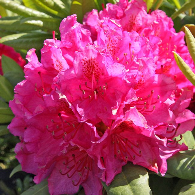 Rhododendron Wonder mix doniczka 15 cm