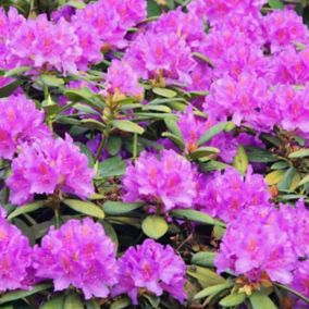 Rododendron (Rhododendron) w odmianach C7,5L