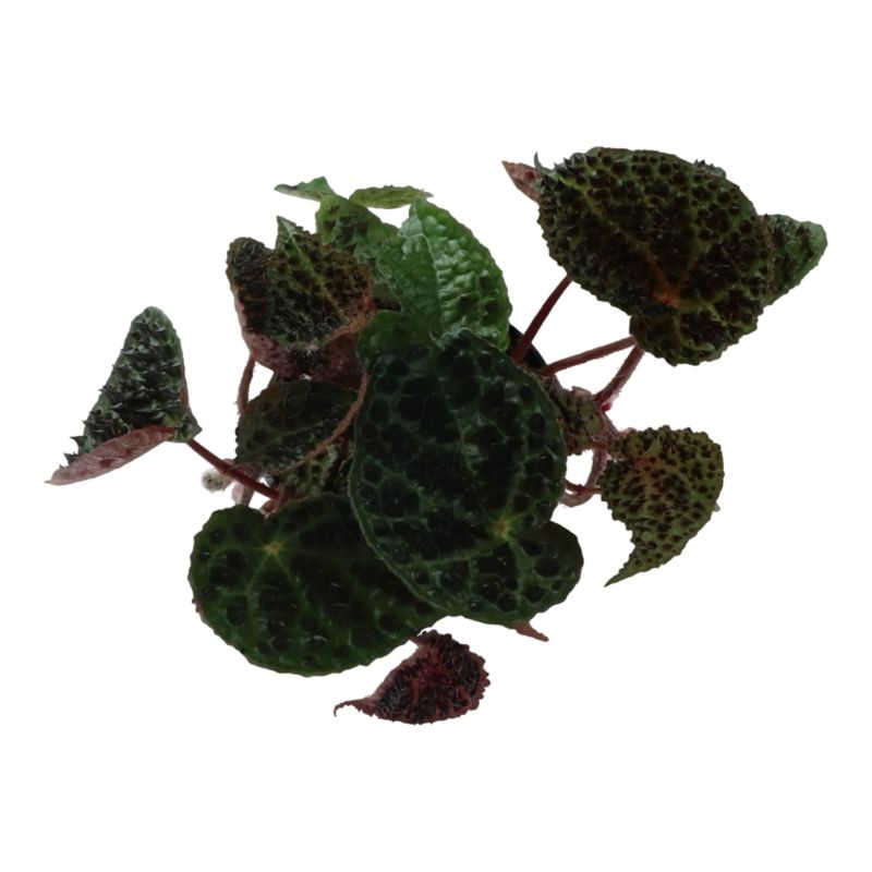 Roślina Troll 10,5 cm