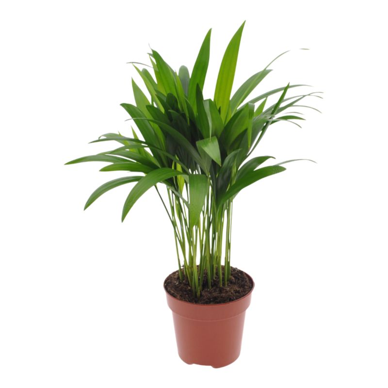 Rośliny domowe zielone Verve mix 12 cm
