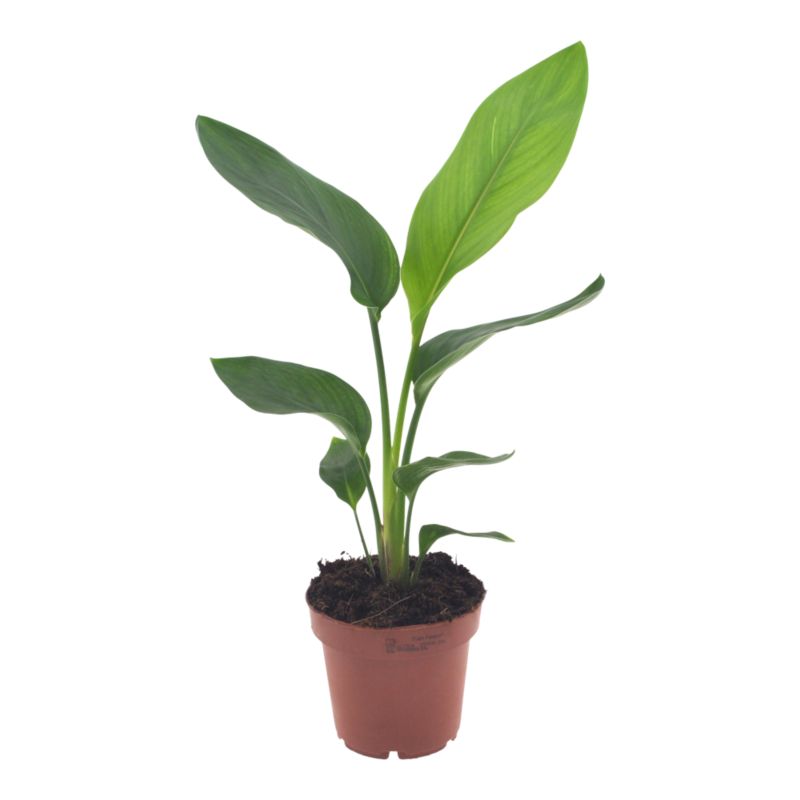 Rośliny domowe zielone Verve mix 12 cm