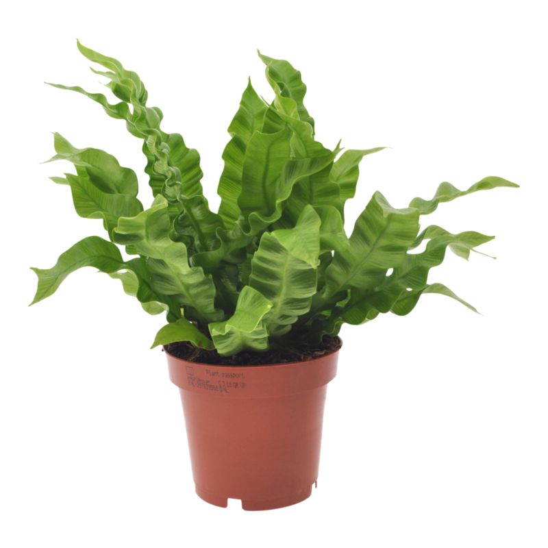 Rośliny domowe zielone Verve mix 12 cm