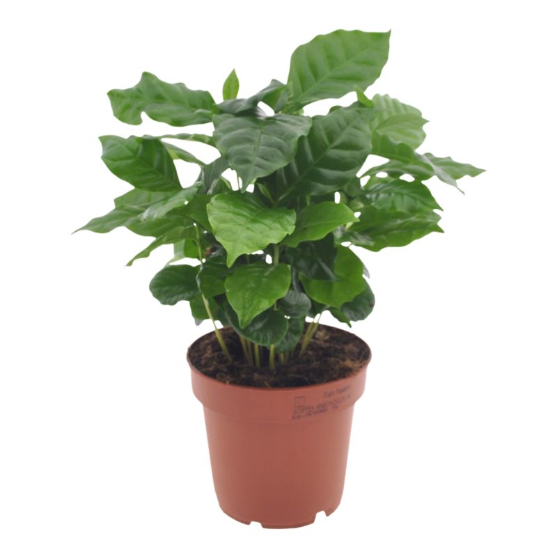 Rośliny domowe zielone Verve mix 12 cm