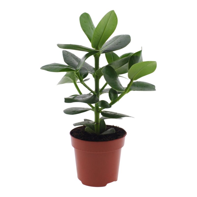 Rośliny domowe zielone Verve mix 12 cm