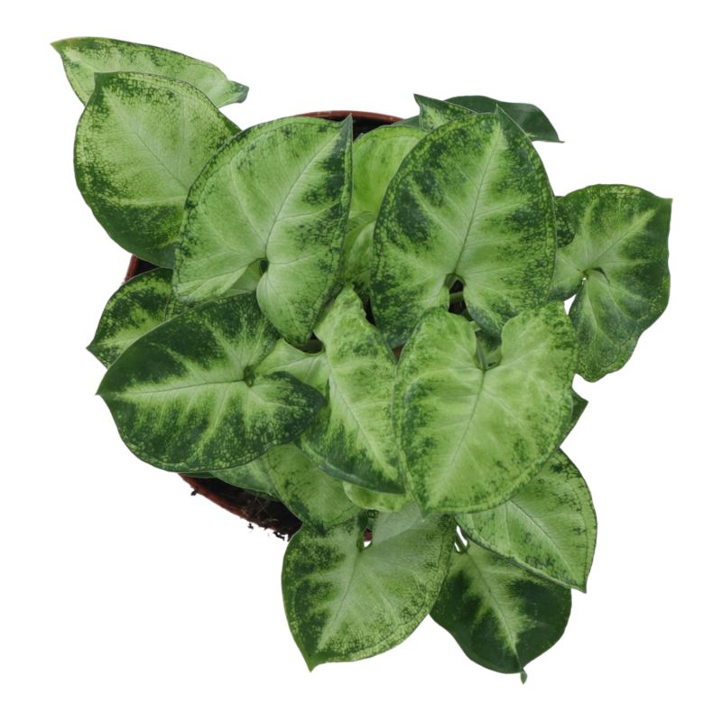 Rośliny domowe zielone Verve mix 12 cm