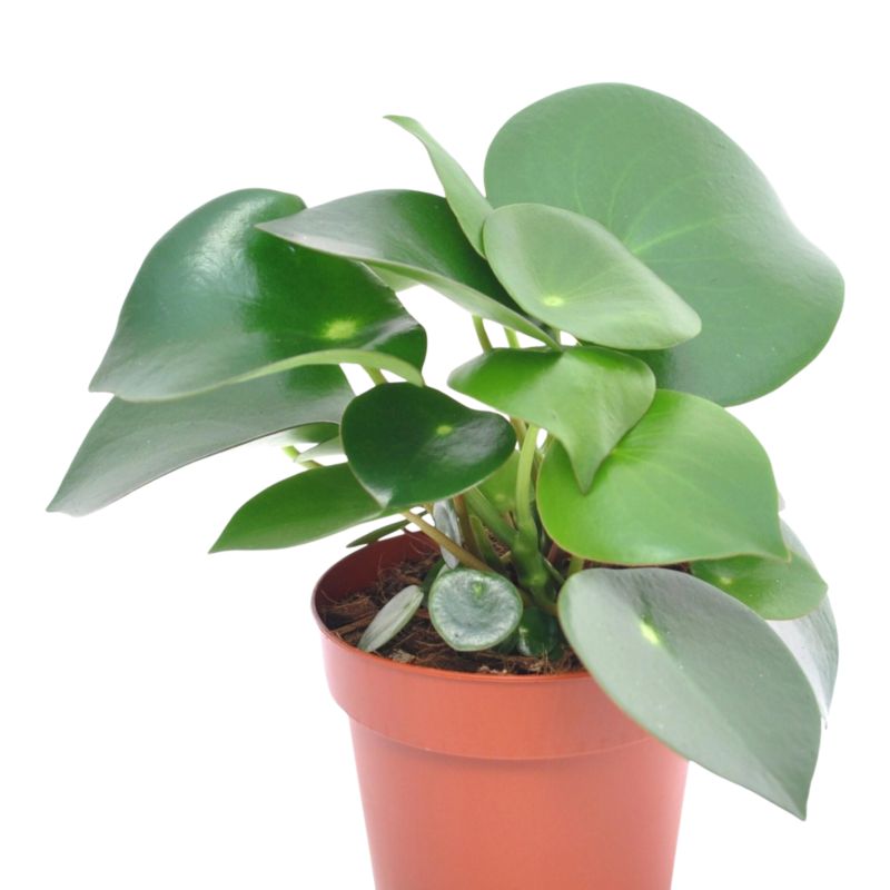 Rośliny domowe zielone Verve mix 12 cm