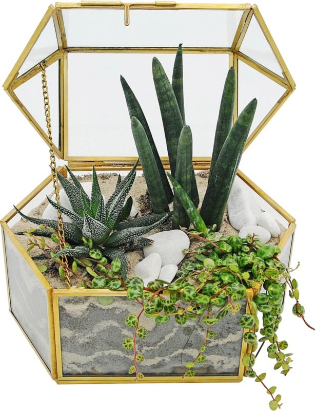 Rośliny mix w terrarium szkatuła