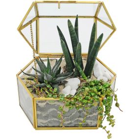 Rośliny mix w terrarium szkatuła