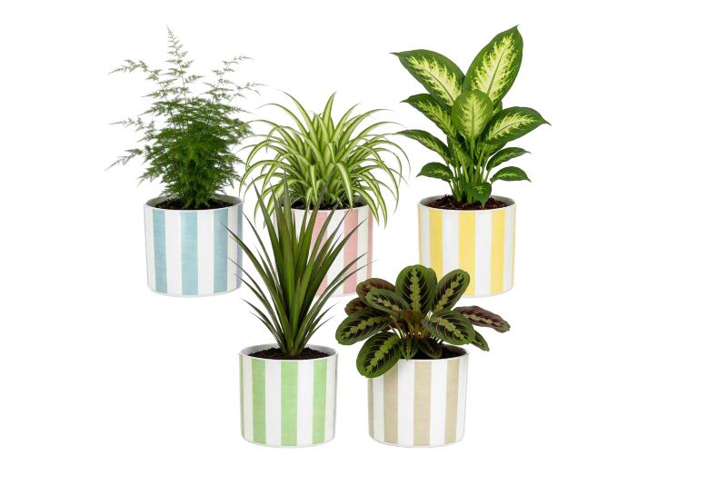 Rośliny zielone 12 cm w doniczce ceramicznej mix