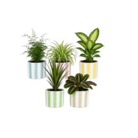 Rośliny zielone 12 cm w doniczce ceramicznej mix