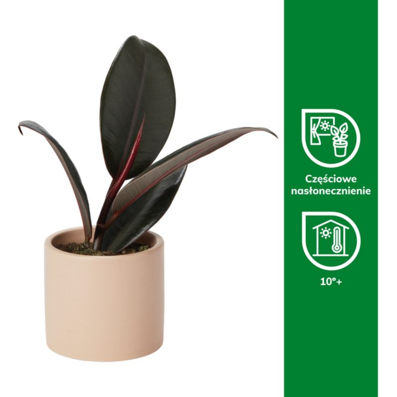 Rośliny zielone mini w ceramice 6 cm
