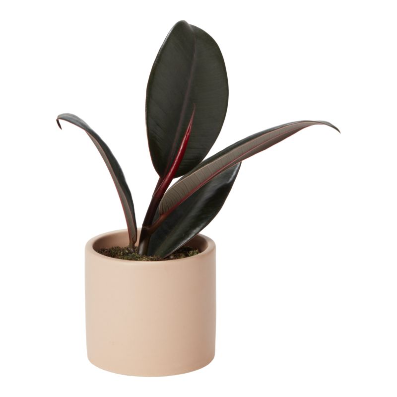 Rośliny zielone mini w ceramice 6 cm