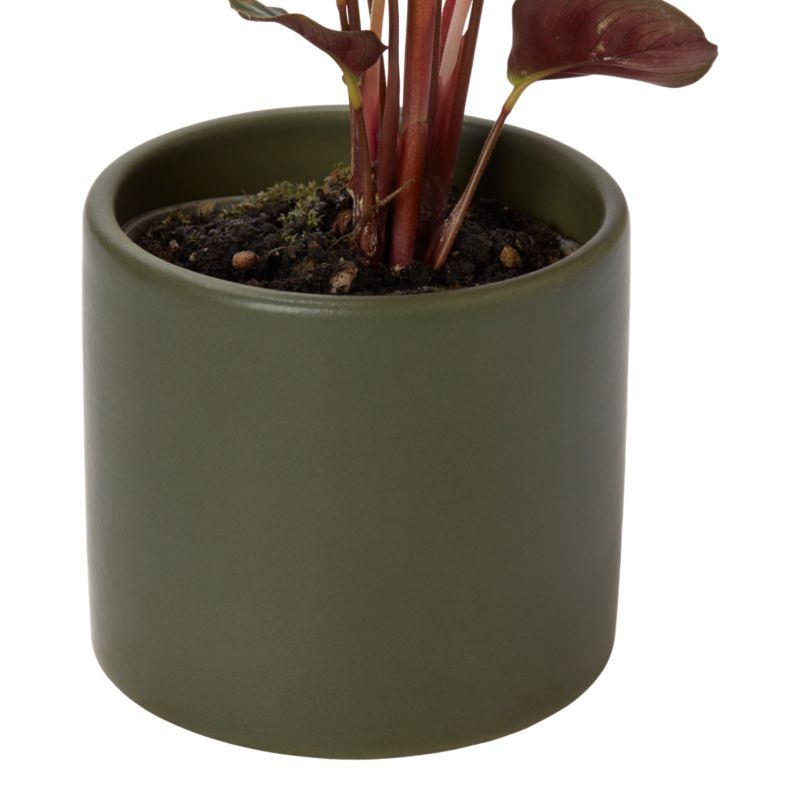 Rośliny zielone mini w ceramice 6 cm