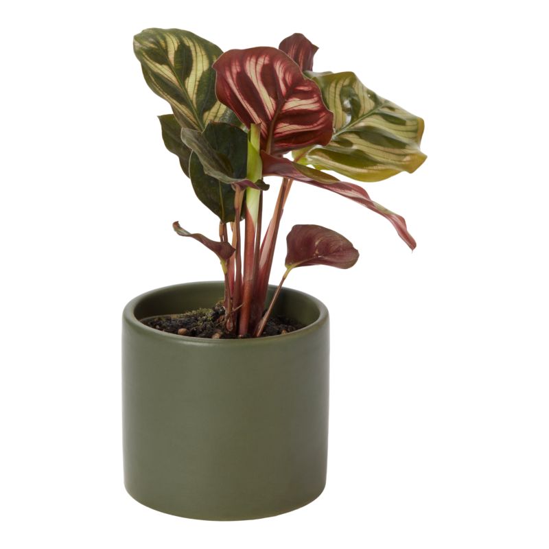 Rośliny zielone mini w ceramice 6 cm