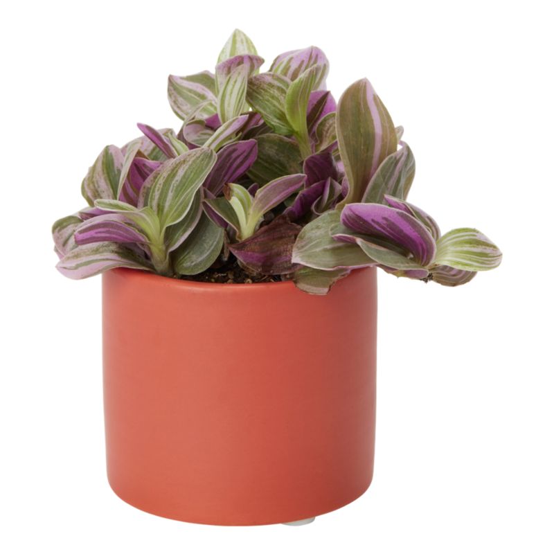 Rośliny zielone mini w ceramice 6 cm