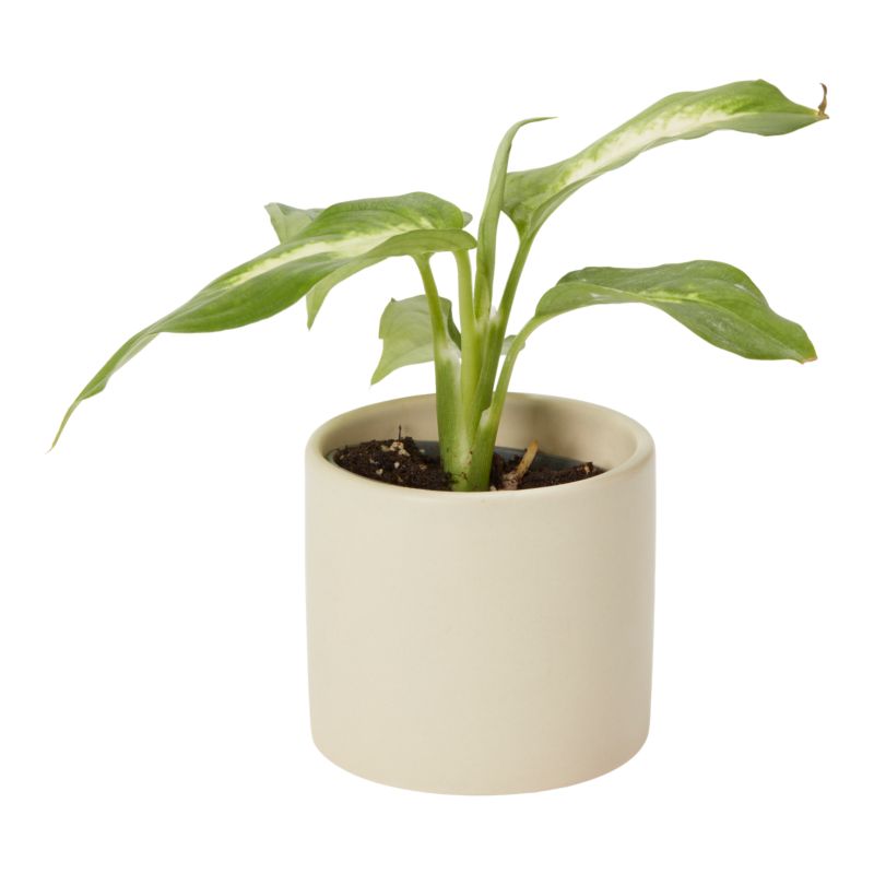 Rośliny zielone mini w ceramice 6 cm