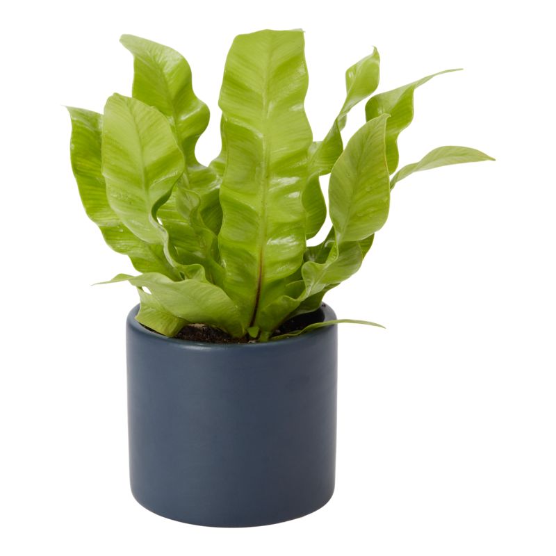 Rośliny zielone mini w ceramice 6 cm