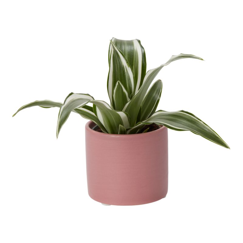 Rośliny zielone mini w ceramice 6 cm