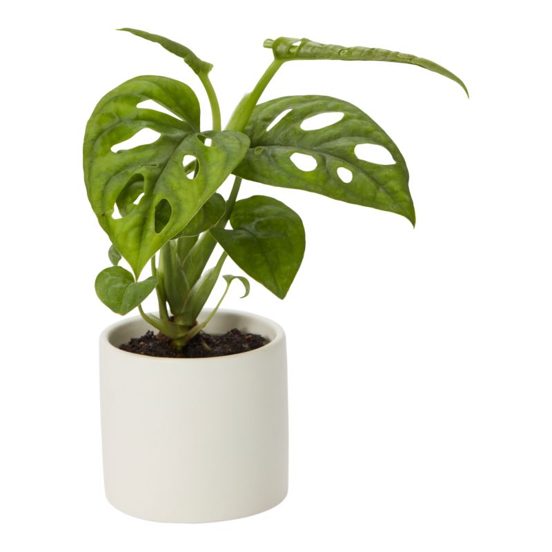 Rośliny zielone mini w ceramice 6 cm