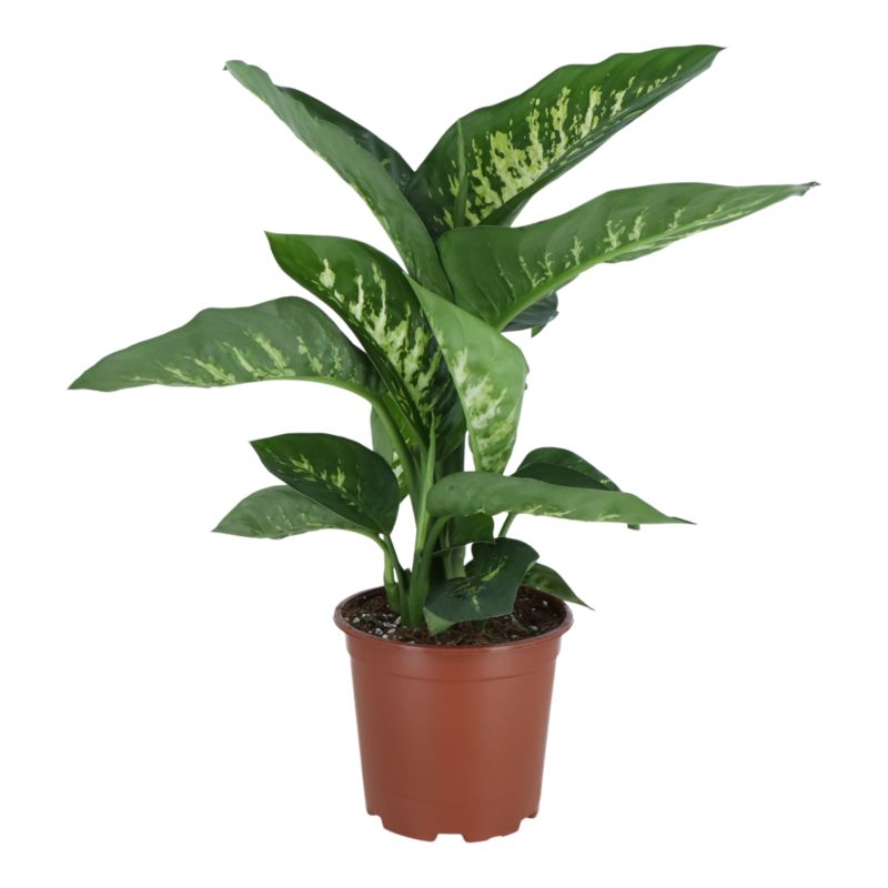 Rośliny zielone mix doniczka 19 cm