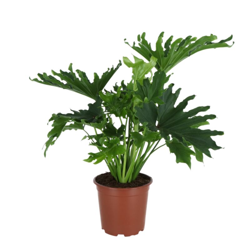 Rośliny zielone mix doniczka 19 cm