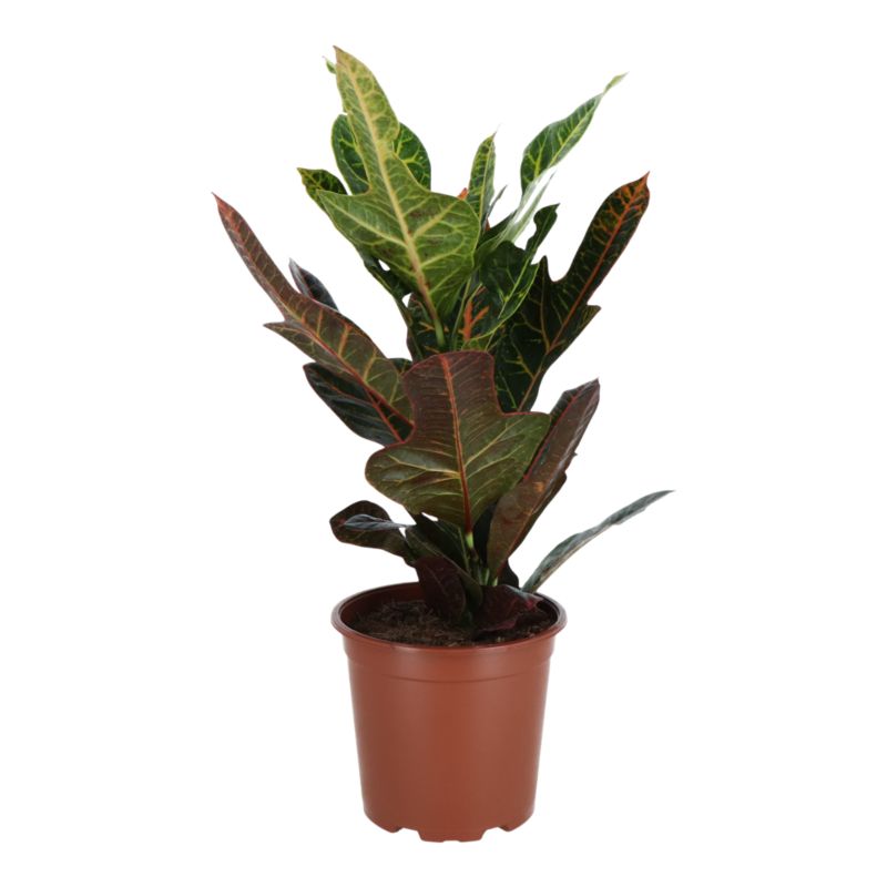 Rośliny zielone mix doniczka 19 cm