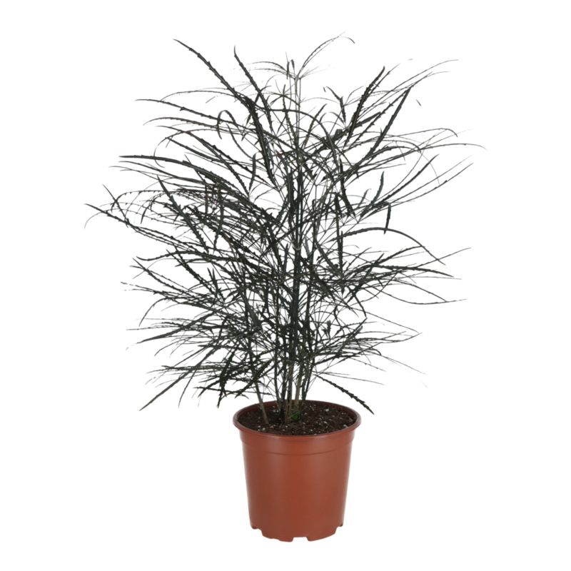 Rośliny zielone mix doniczka 19 cm