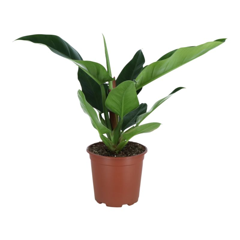 Rośliny zielone mix doniczka 19 cm
