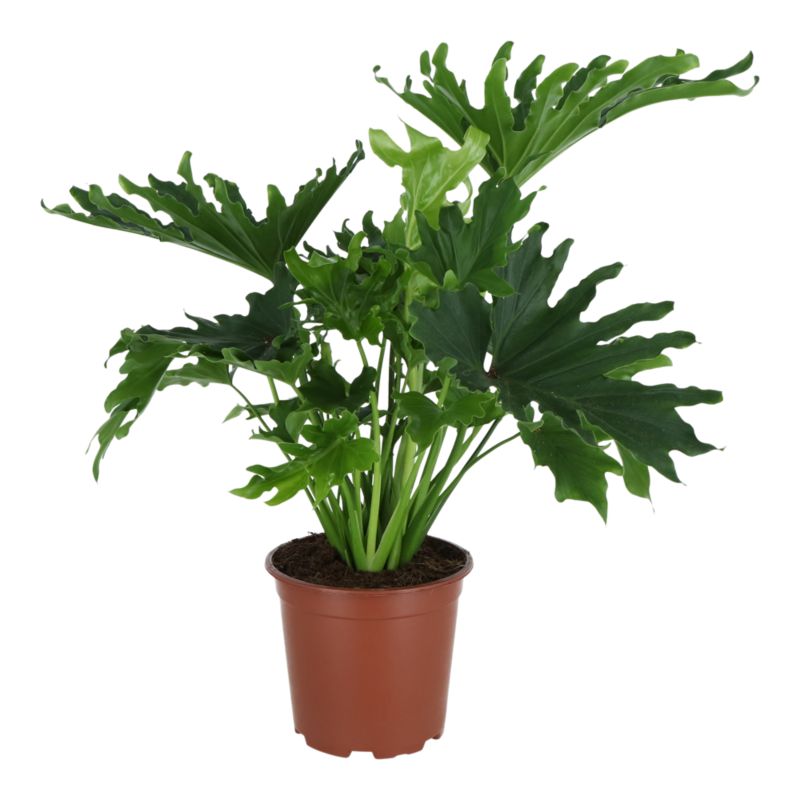 Rośliny zielone mix doniczka 19 cm