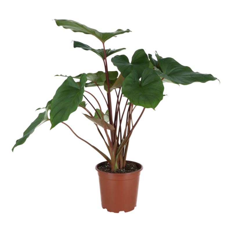 Rośliny zielone mix doniczka 19 cm
