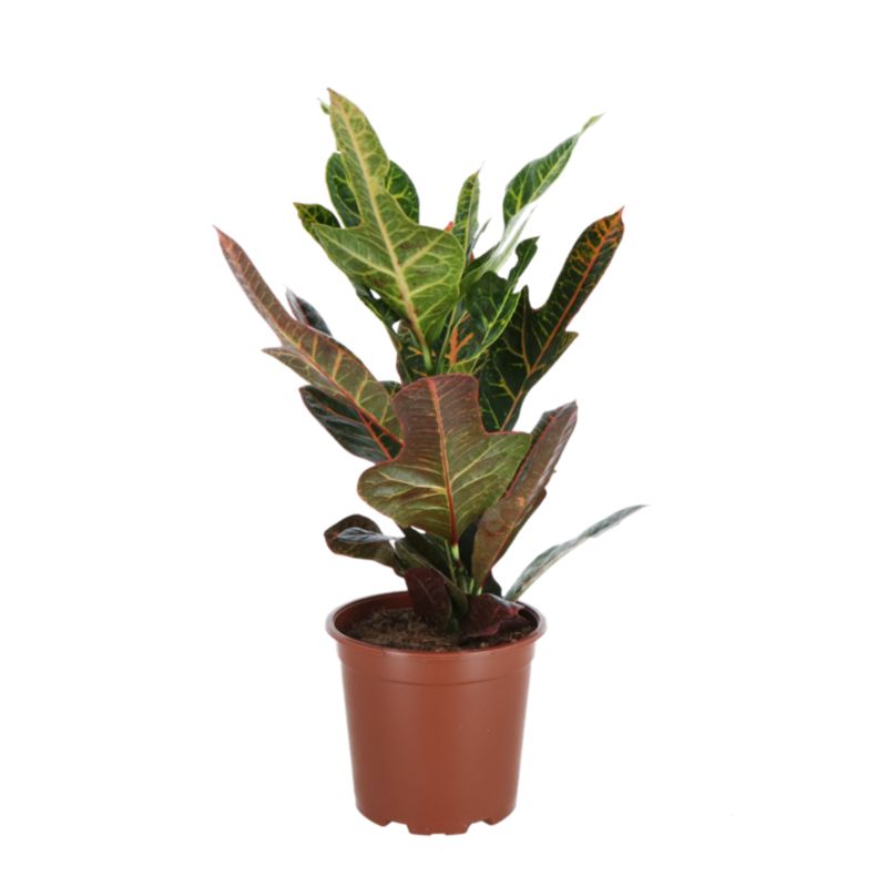 Rośliny zielone mix doniczka 19 cm