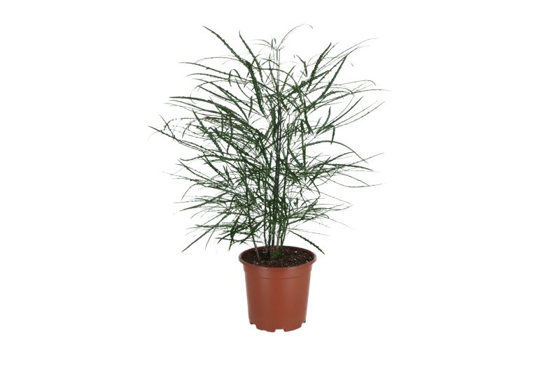 Rośliny zielone mix doniczka 19 cm