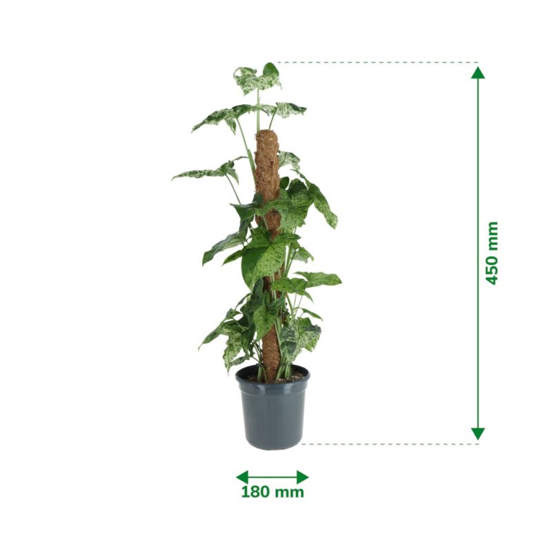 Rośliny zielone na pniu mix 16 cm