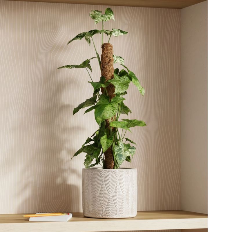 Rośliny zielone na pniu mix 16 cm