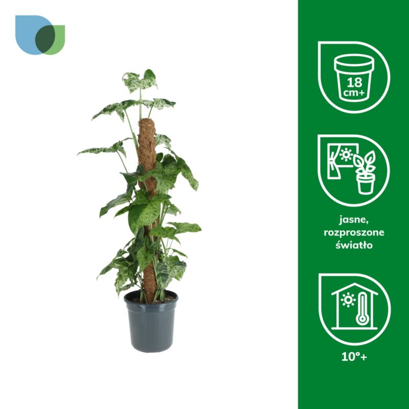 Rośliny zielone na pniu mix 16 cm