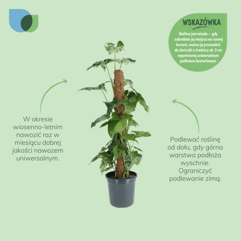 Rośliny zielone na pniu mix 16 cm