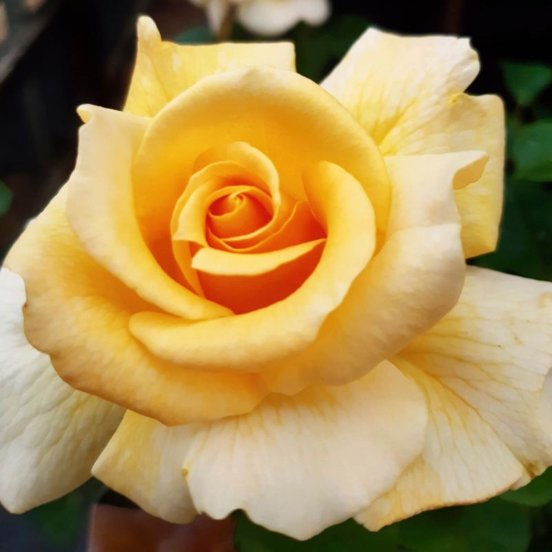 Róża Debbie Phillips 5 l