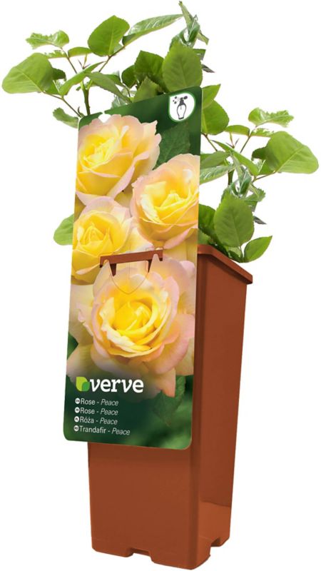 Róża krzaczasta Verve