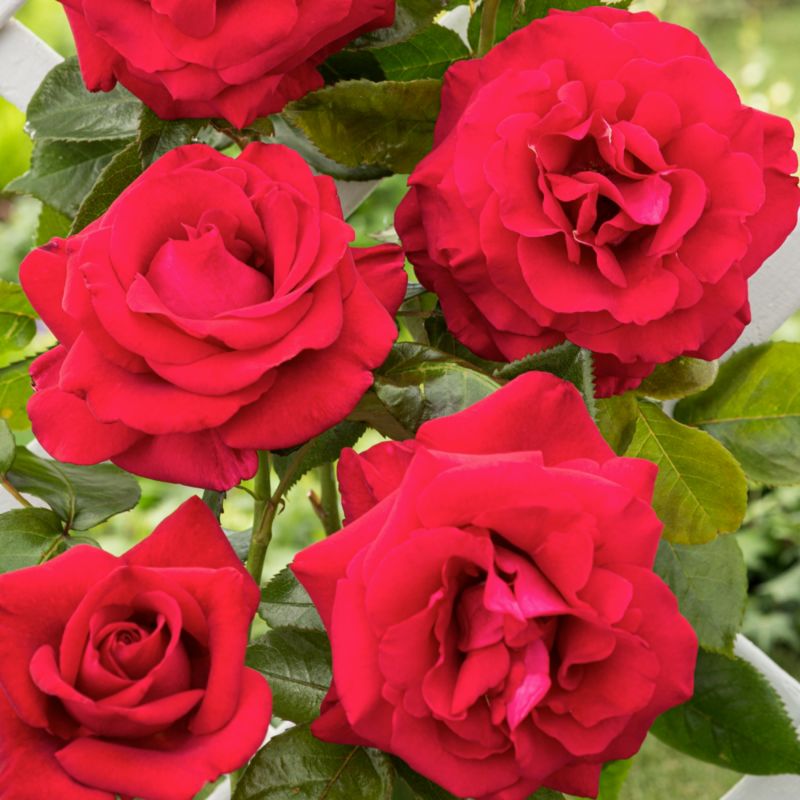 Róża krzewiasta Fetza Syrah Rose Verve 5 l