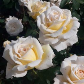 Róża krzewiasta Marry Berry Verve 5 l