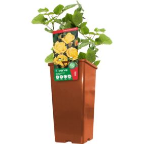 Róża krzewiasta Verve żółta 2 l