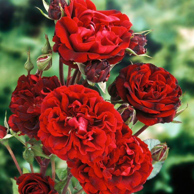 Róża pnąca Cumberland Verve 5 l
