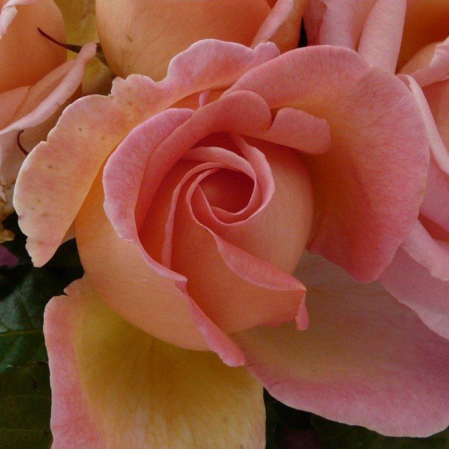 Róża pnąca Sweet Syrie Verve 5 l