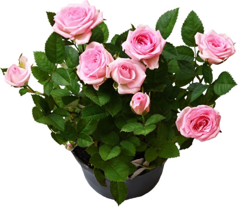 Róża pnąca Sweet Syrie Verve 5 l